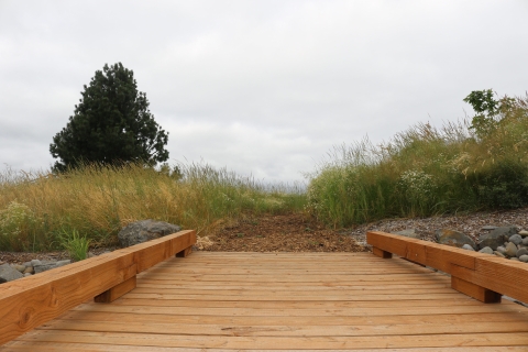 Wooden bridge leading to a wood chipped path lined on both sides with tall grasses and a Willamette Valley Pine tree on the left in the background