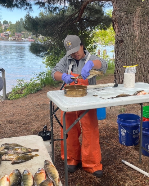 A Pathways employee, wearing waders and a hat, holds a fish and a small hose. There are tables holding fish in the foreground, and water and foliage in the background. 