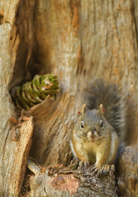 A Mount Graham red squirrel with red ear tags perches in a tree.