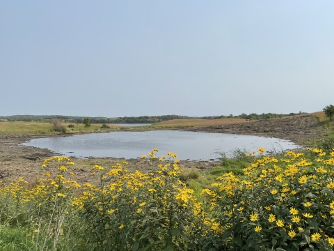 Yellow native wildflowers in bloom around the edge of shallow wetland 