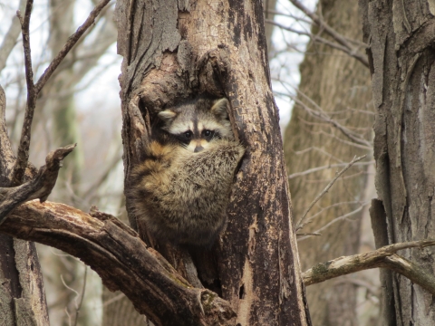 Close up of a tree cavity with a racoon curled up inside with it's tail wrapping around to the right side of it's face. The raccoon is looking out at the photographer, with it's left ear up and it's right ear pushed halfway down.