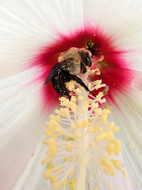 A hibiscus bee in a swamp rose mallow flower