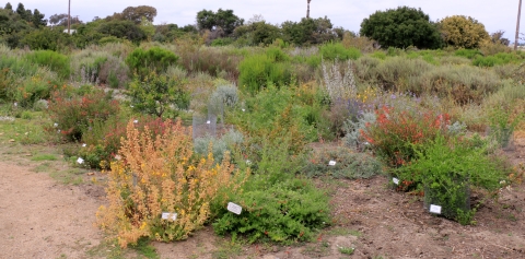 A pollinator garden in California includes a variety of native plants