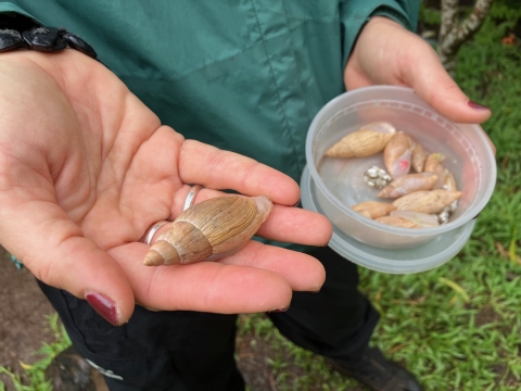 A person holding a snail in their hand and a small container with a few more snails