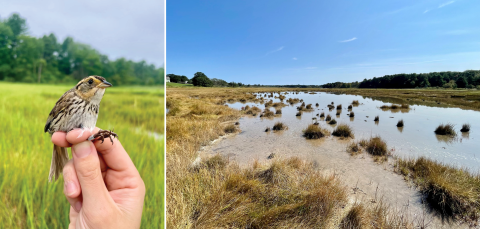 A side-by-side two photo collage of a saltmarsh sparrow being held during mist netting surveys and a degrading Spurwink Marsh with large open water areas