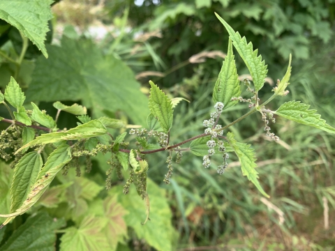 Plant with deeply serrated leaves and clusters of tiny flowers