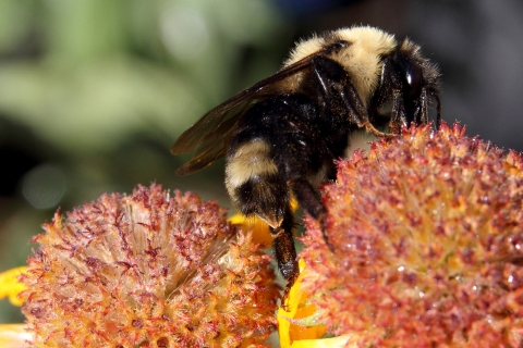 a black and yellow bee on an orange and yellow flower