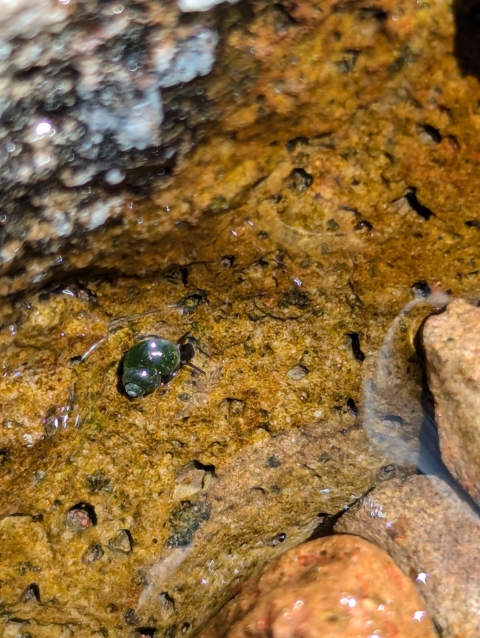 Through calm, clear waters, an emerald-green spiral springsnail is shown, sitting on a tan rock with holes.