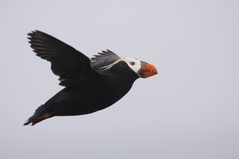 black football sized bird with yellow tufts along it's face with a large orange beak 