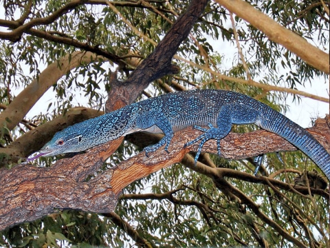 big lizard with blue and black spots in tree