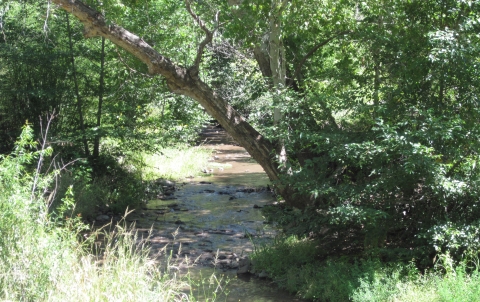 A still, brown creek flows in a dense, leafy forest on a sunny day.