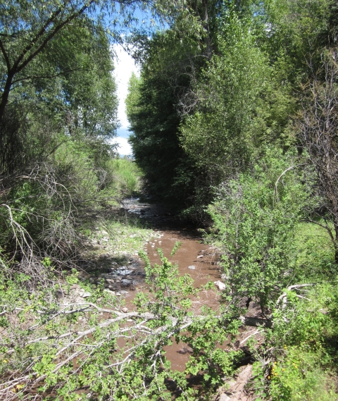 A slow moving, brown creek flows in a dense, leafy forest on a sunny day.