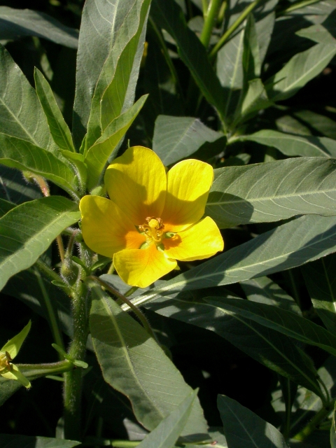 Image of yellow flower surrounded by green leaves.