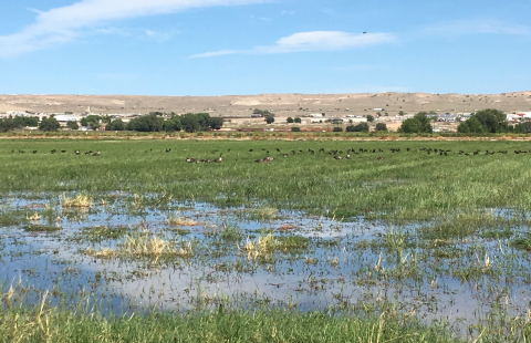 Waterfowl on a field