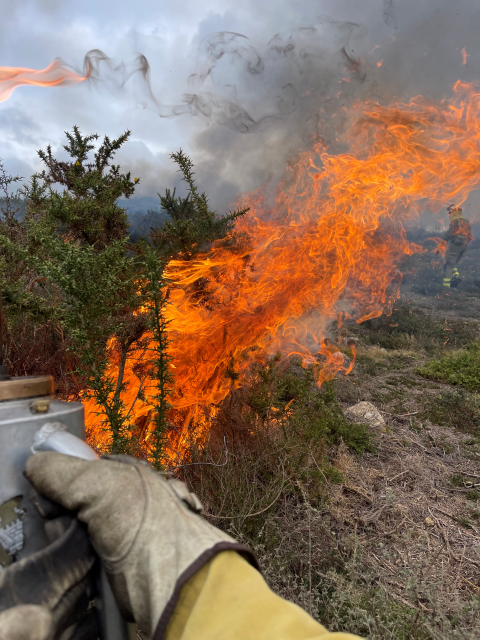 Una foto de cerca del fuego en los árboles.