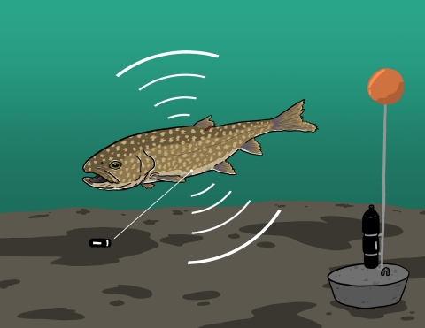 Illustration of fish swimming on bottom of lake past a concrete and orange bouyed receiver.