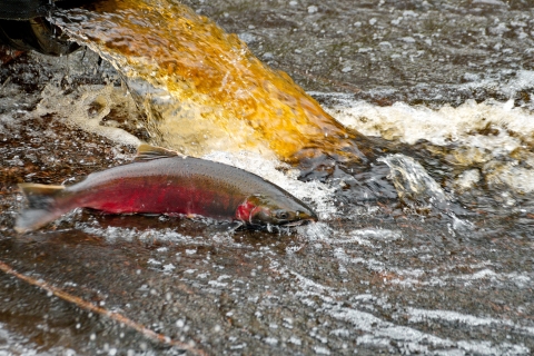 A mature coho salmon returns upriver to spawn