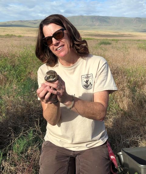 Banding burrowing owl on the Hanford Reach National Monument.