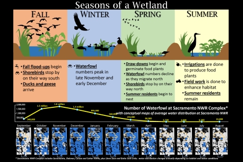 Seasons of a Wetland Graphic with 4 columns. Fall column: flood-ups begin, shorebirds stop by on their way south, ducks and geese arrive. Winter column: waterfowl numbers peak late November to December. Spring column: draw-downs begin to germinate food plants, waterfowl numbers decline as they migrate north, shorebirds stop by on their way north, summer residents begin to nest. Summer column: irrigations are done to produce food plants, field work is done to enhance habitat, summer residents remain.