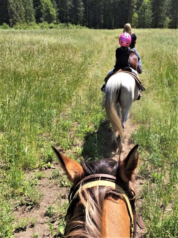 View from horseback, of the horse's head and more riders in front on a trail through a grassy meadow