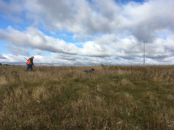 A person walks across a field with a dog and firearm