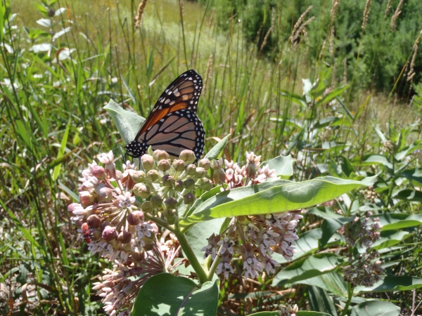 A yellow and orange and black butterfly lands on a purple flower with a prairie in the background