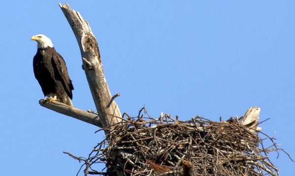 A large bird with black-brown body, white head and hooked yellow beak perched on a branch next to a nest