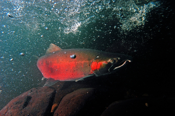 Coho Salmon