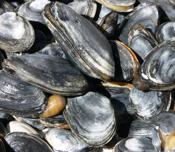 Softshell Clams