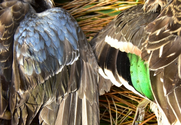 close up of blue-winged or cinnamon teal wing on left and a green-wing teal on the right