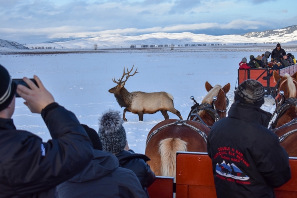 People taking photos of an elk in winter from a sleigh ride