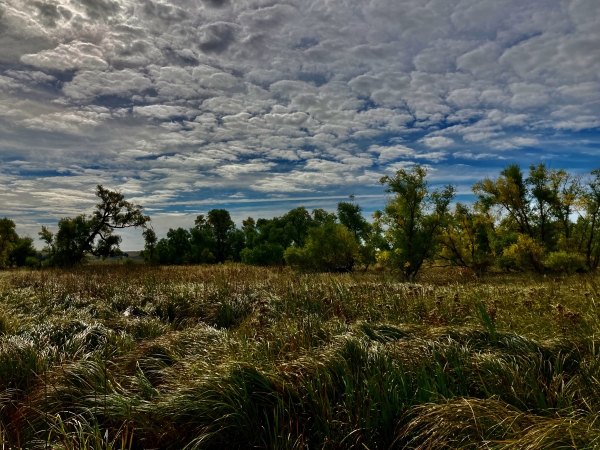 Wetland landscape at Lacreek NWR