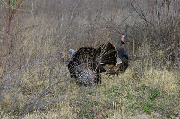 Turkeys strutting at Ouray NWR