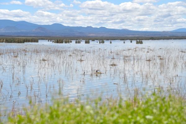 Grebe colony on North side of Tule Lake NWR Auto Tour Route