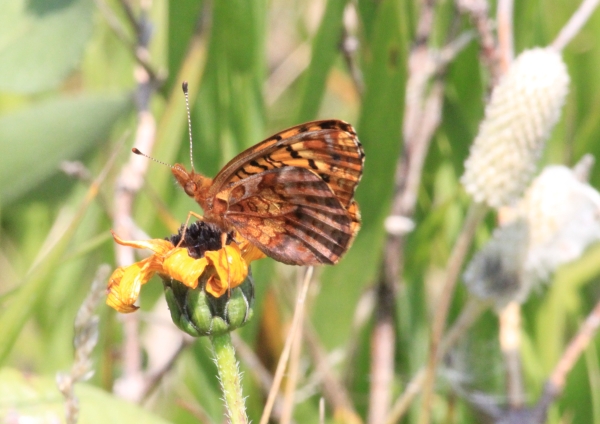 Variegated fritillary butterfly perched on a stiff sunflower