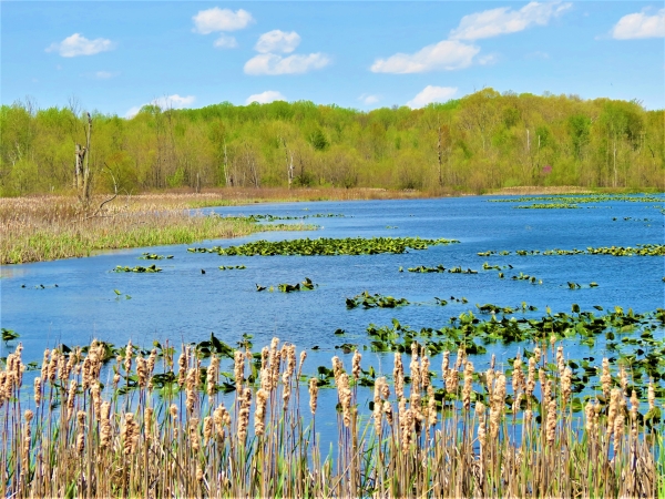 Marsh Along Auto Tour 