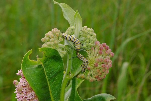 Monarch catipillar