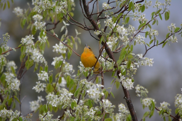 Baltimore Oriole in flowering chokecherry