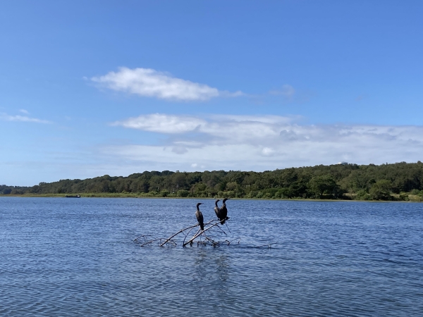 Cormorants sunning