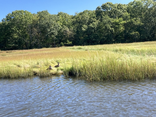 Black Ducks at JHC Refuge