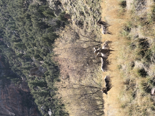 Bighorn Sheep seen at Jones Hole NFH