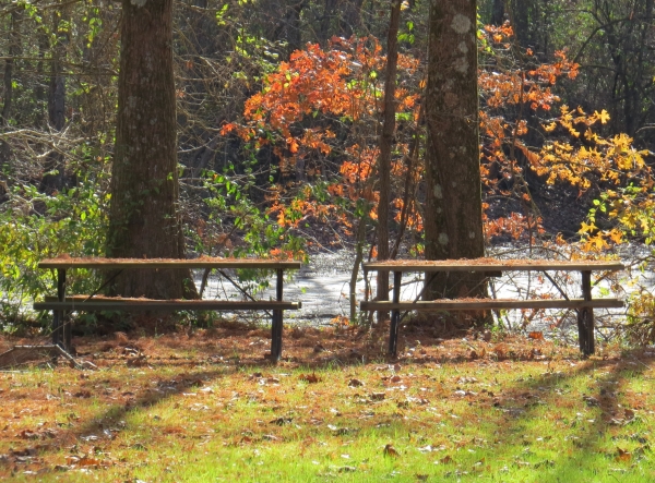 Two picnic tables at edge of forest pond