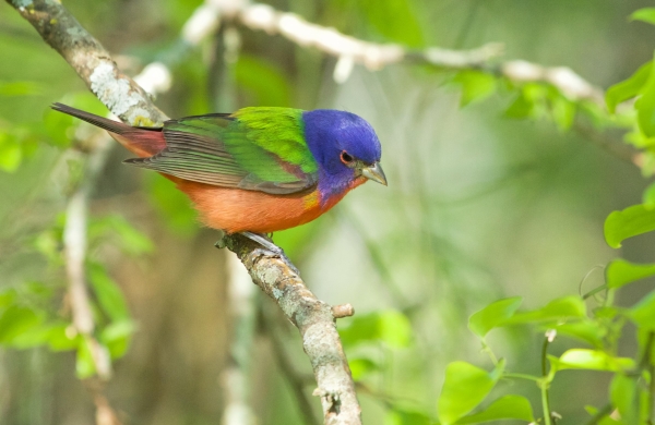 Coloerful bird sitting on branch.