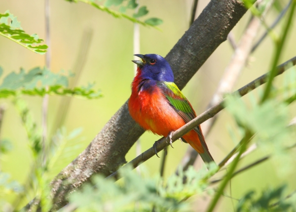 Singing bird perched on tree branch