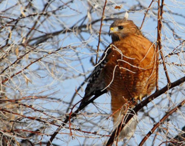 Large bird with hooked bill perched in tree