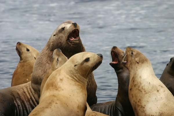 A Group of Barking Stellar Sea Lions 