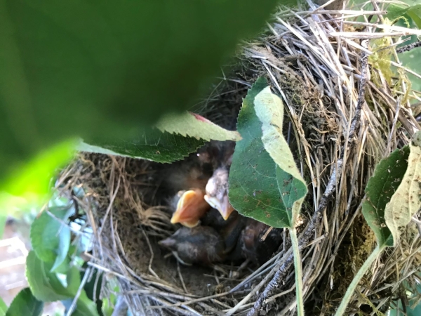 baby robins