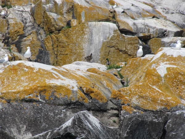 Mallards and Herring Gulls on Gull Rock