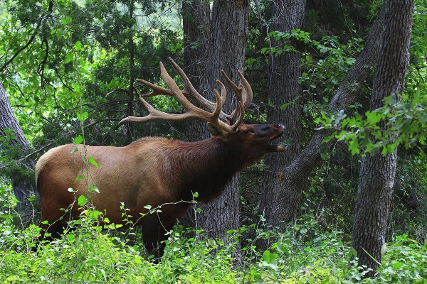 Bull Elk 