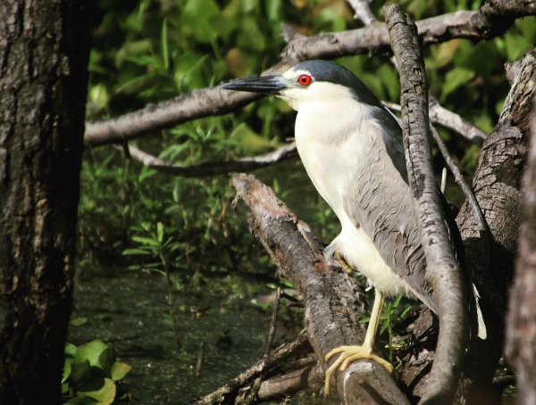 Black-crowned night heron at Ibis Pond